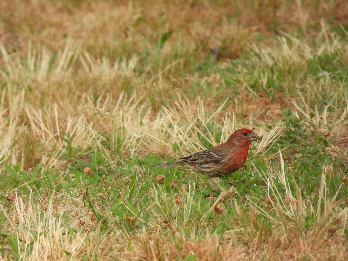 House Finch - ML620862102