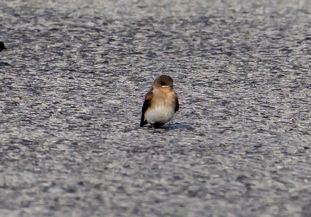 Northern Rough-winged Swallow - ML620862123