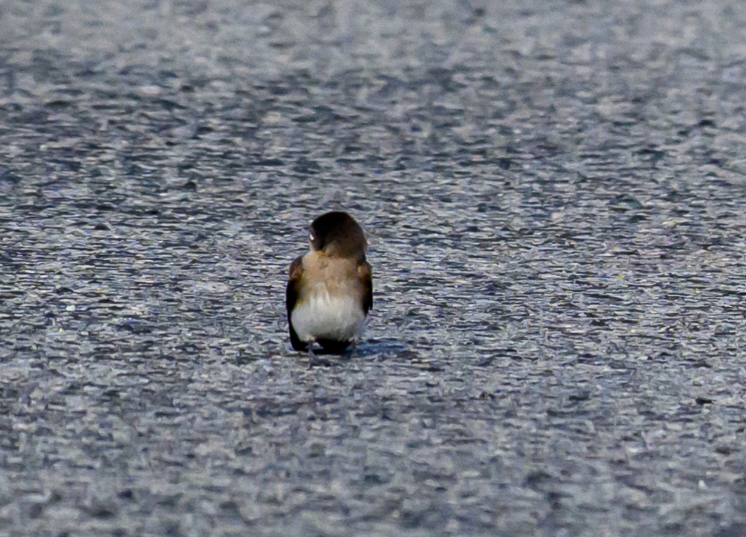 Northern Rough-winged Swallow - Bert Filemyr