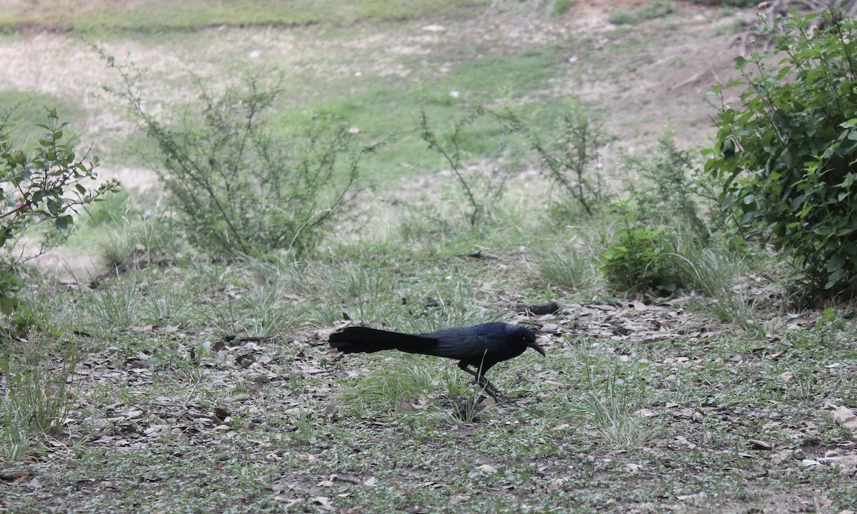 Great-tailed Grackle - ML620862127