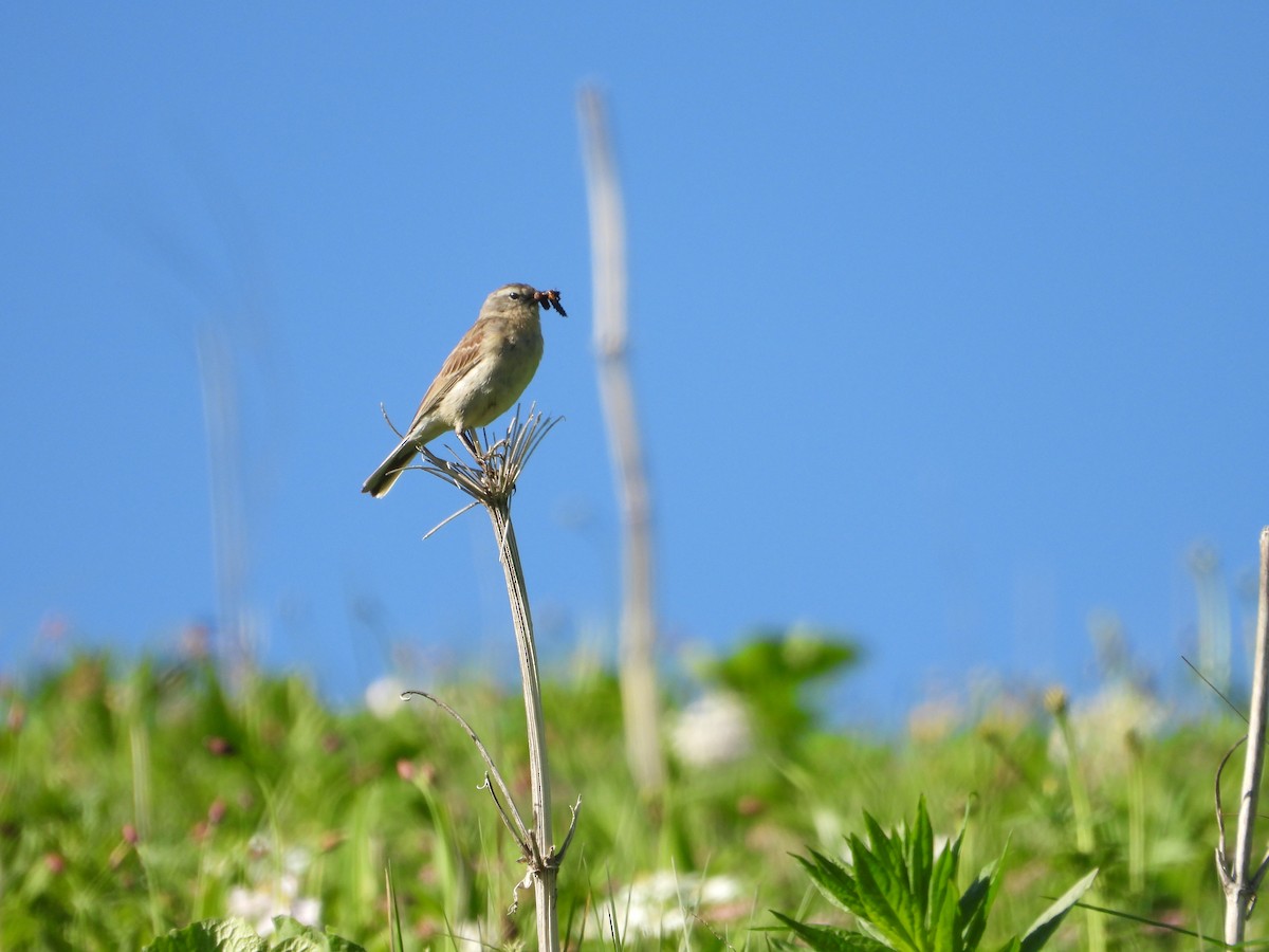 Water Pipit - ML620862129