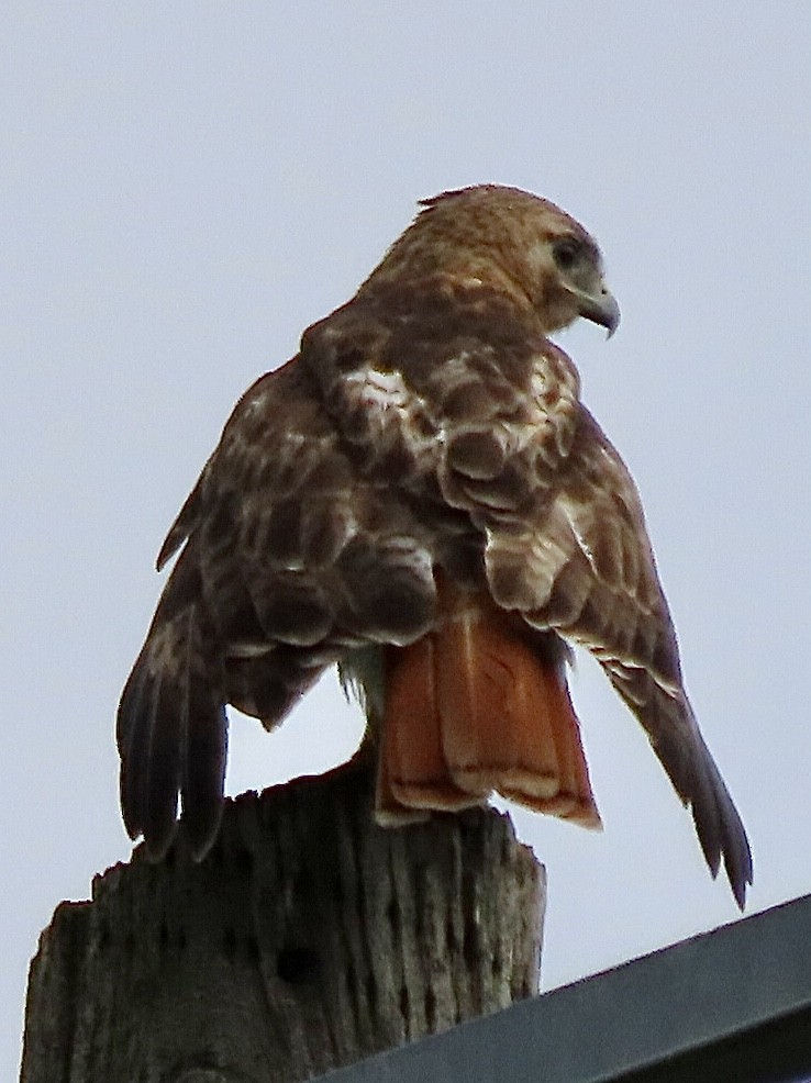 Red-tailed Hawk - ML620862131