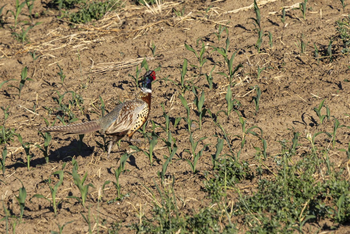 Ring-necked Pheasant - ML620862133