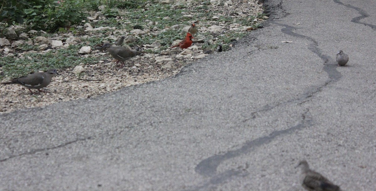 Northern Cardinal - ML620862141