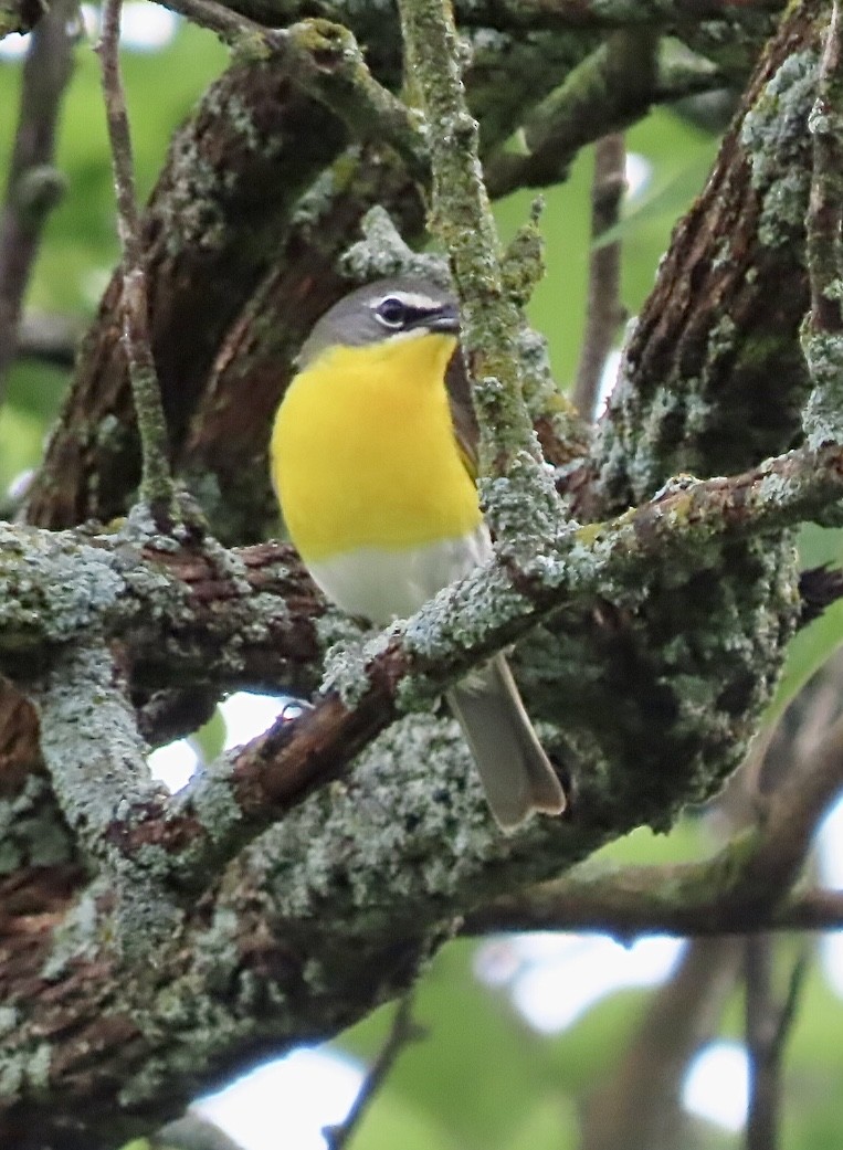 Yellow-breasted Chat - ML620862152