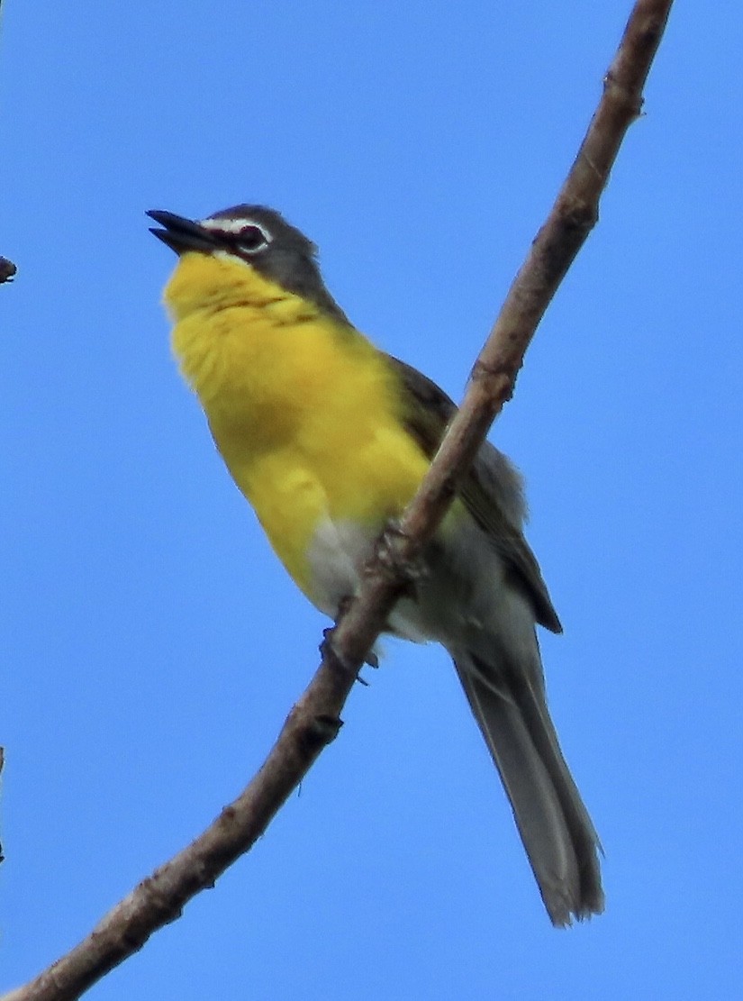 Yellow-breasted Chat - ML620862153