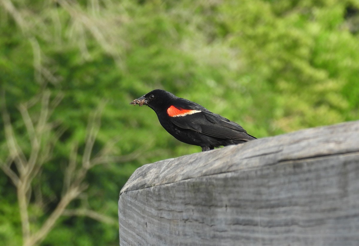 Red-winged Blackbird - ML620862202