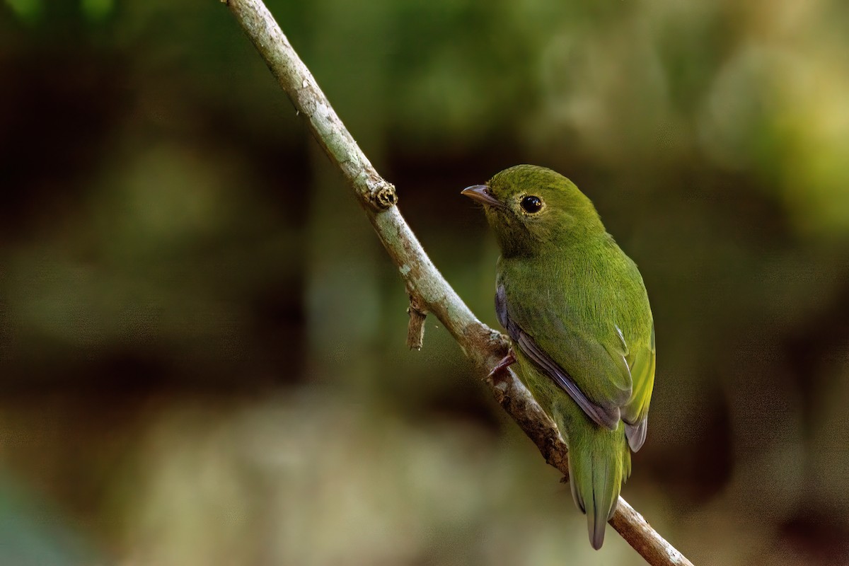 Swallow-tailed Manakin - ML620862230