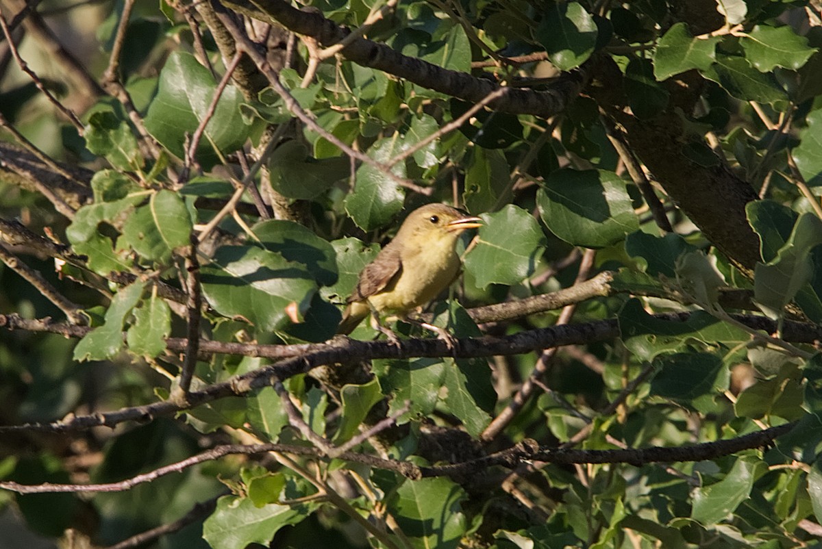 Melodious Warbler - ML620862234
