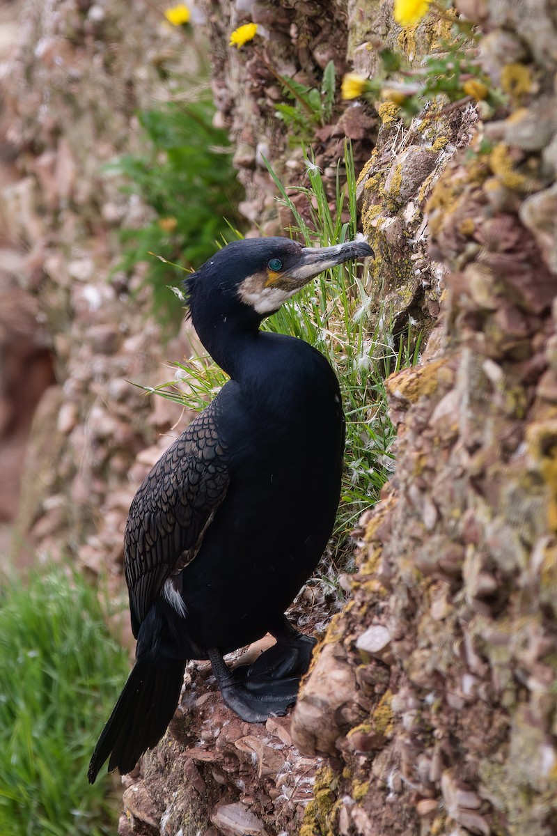 Great Cormorant - ML620862235