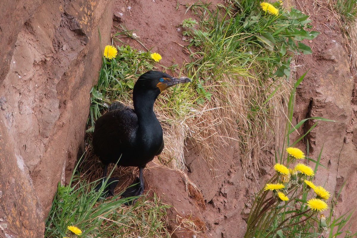 Double-crested Cormorant - ML620862255