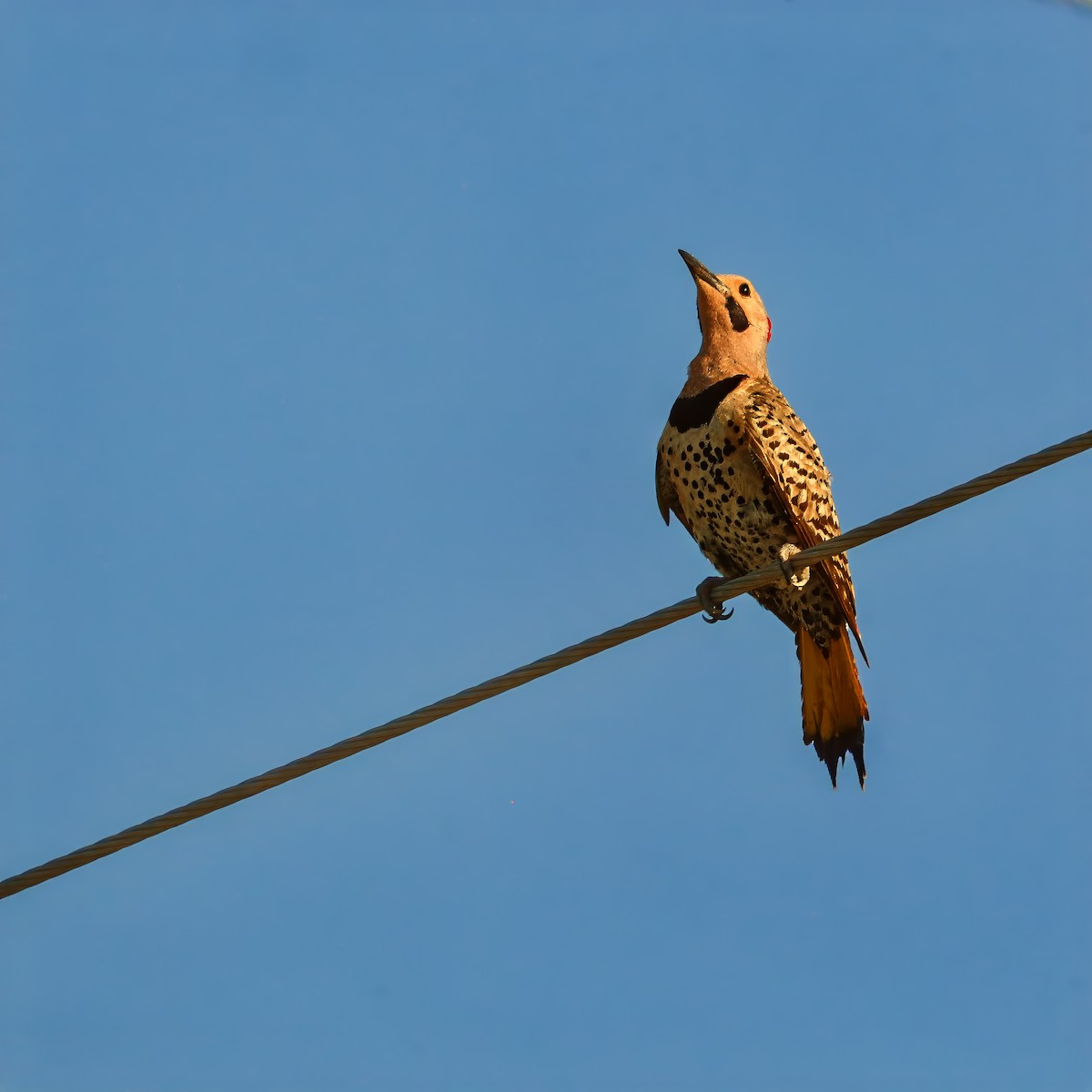 Northern Flicker - ML620862256