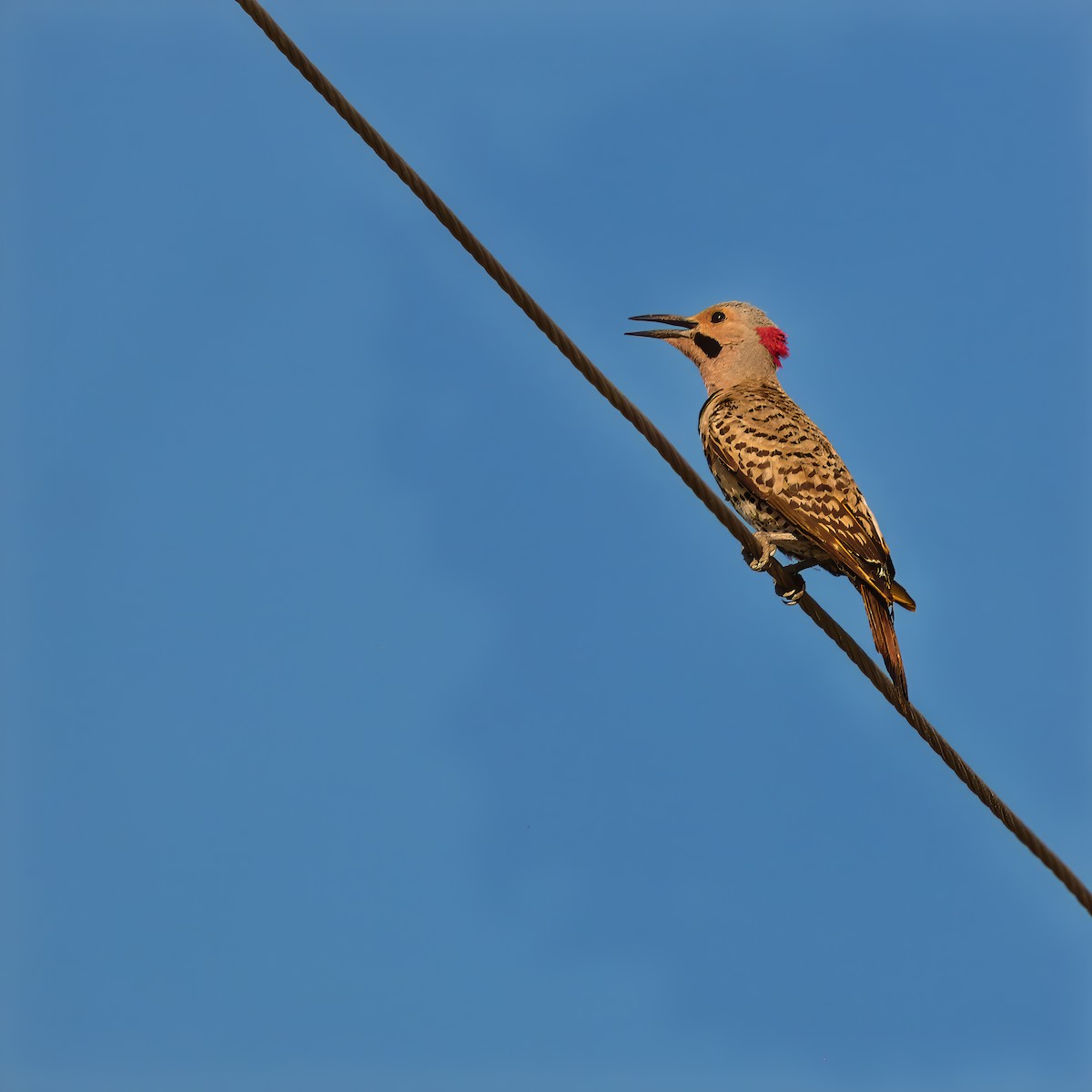 Northern Flicker - Sylvie Nadeau Gneckow