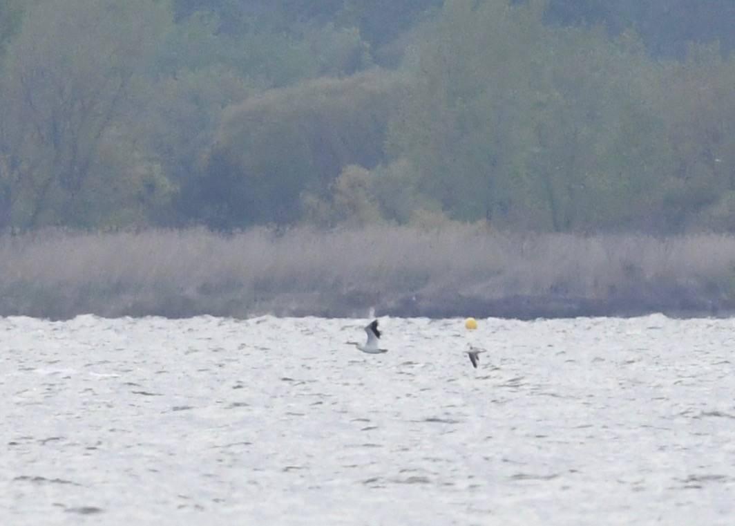 American White Pelican - ML620862288