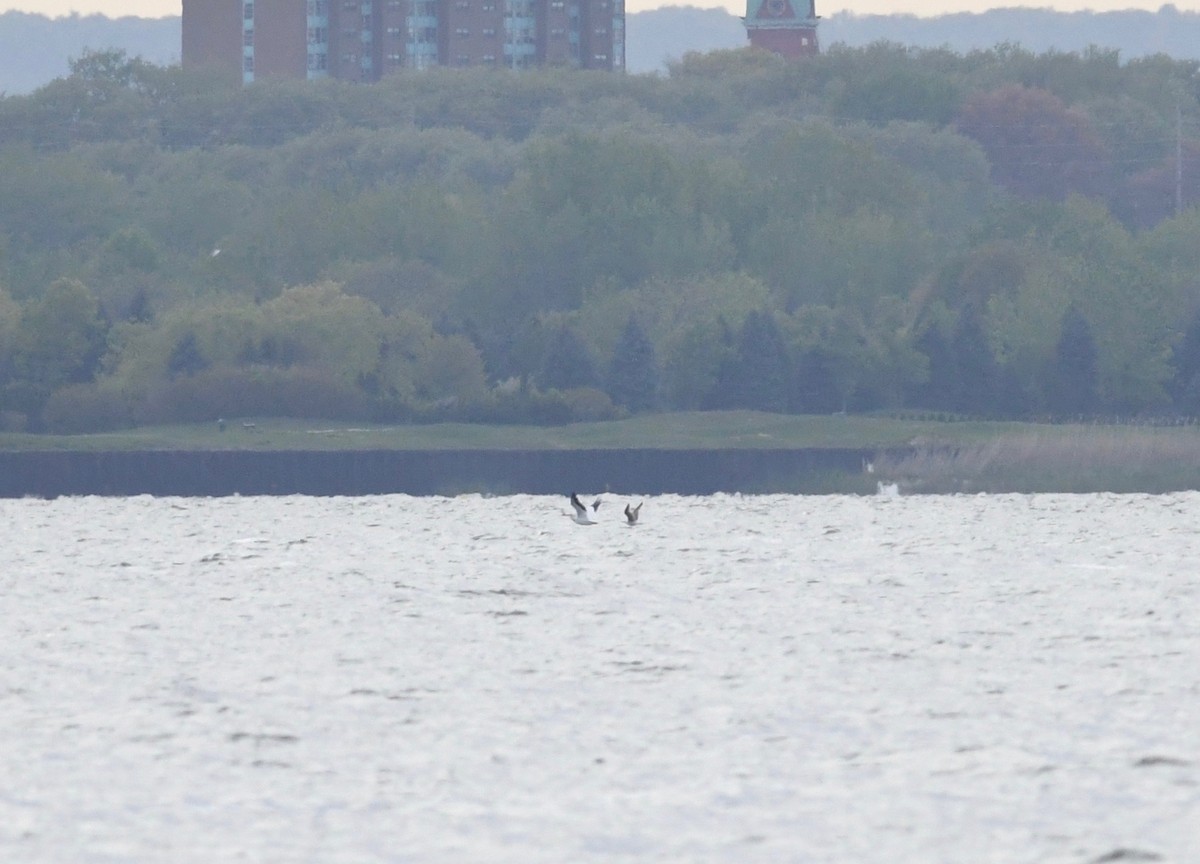 American White Pelican - ML620862289