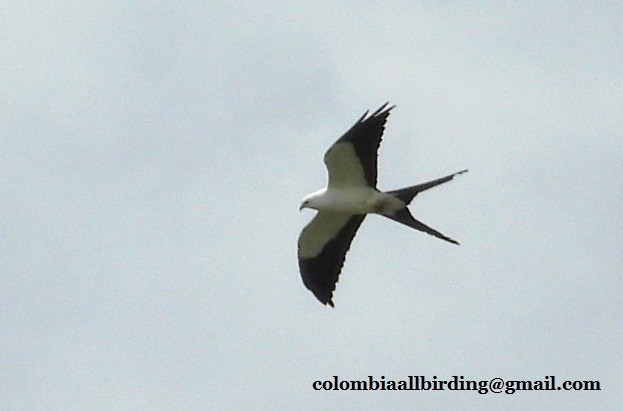 Swallow-tailed Kite - ML620862303