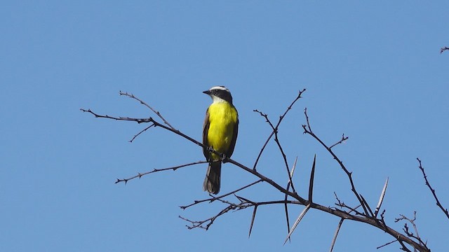 Rusty-margined Flycatcher - ML620862314