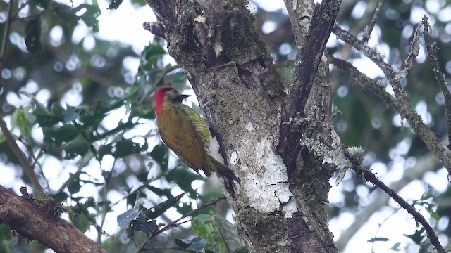 Golden-olive Woodpecker - ML620862322