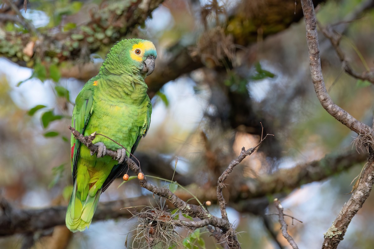 Turquoise-fronted Parrot - ML620862323