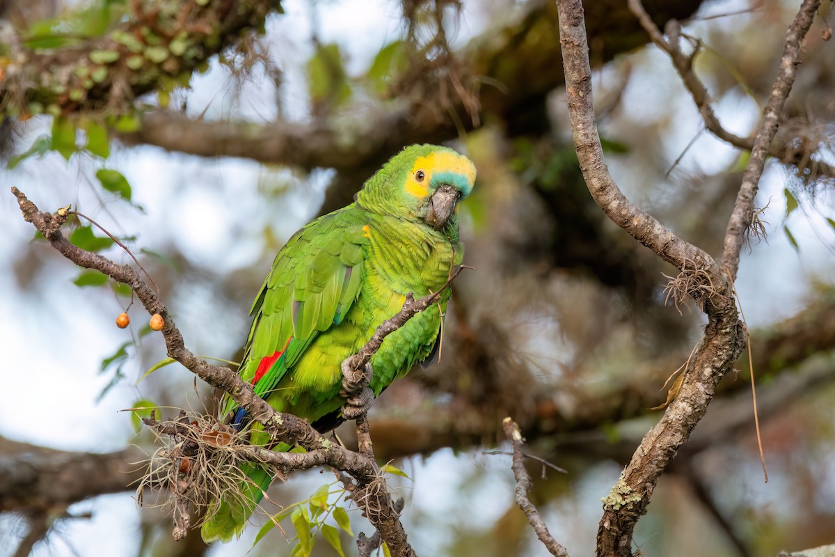 Turquoise-fronted Parrot - ML620862324