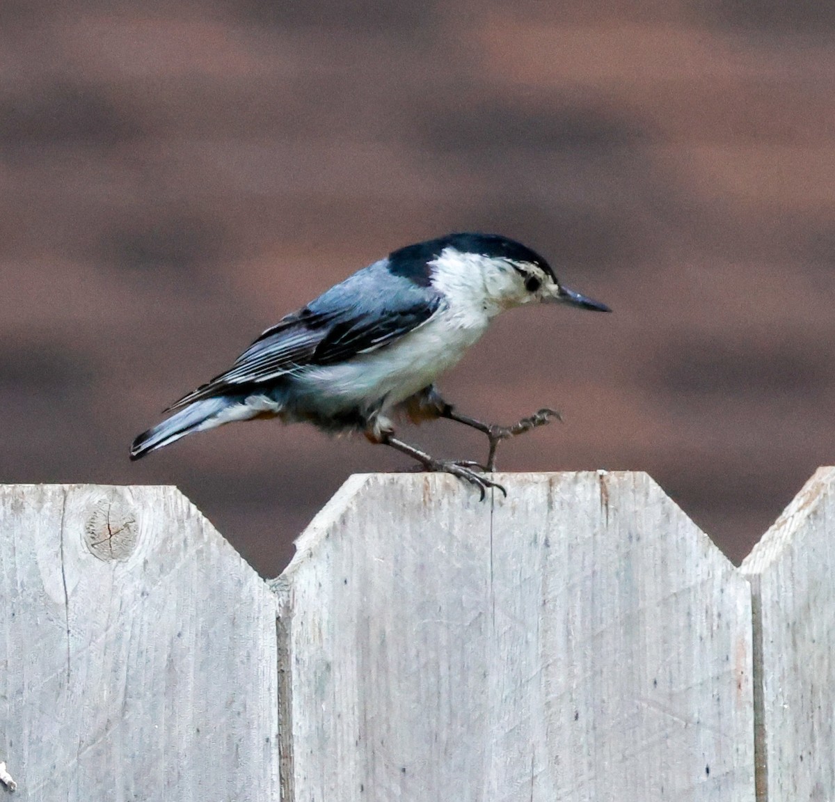 White-breasted Nuthatch - ML620862329