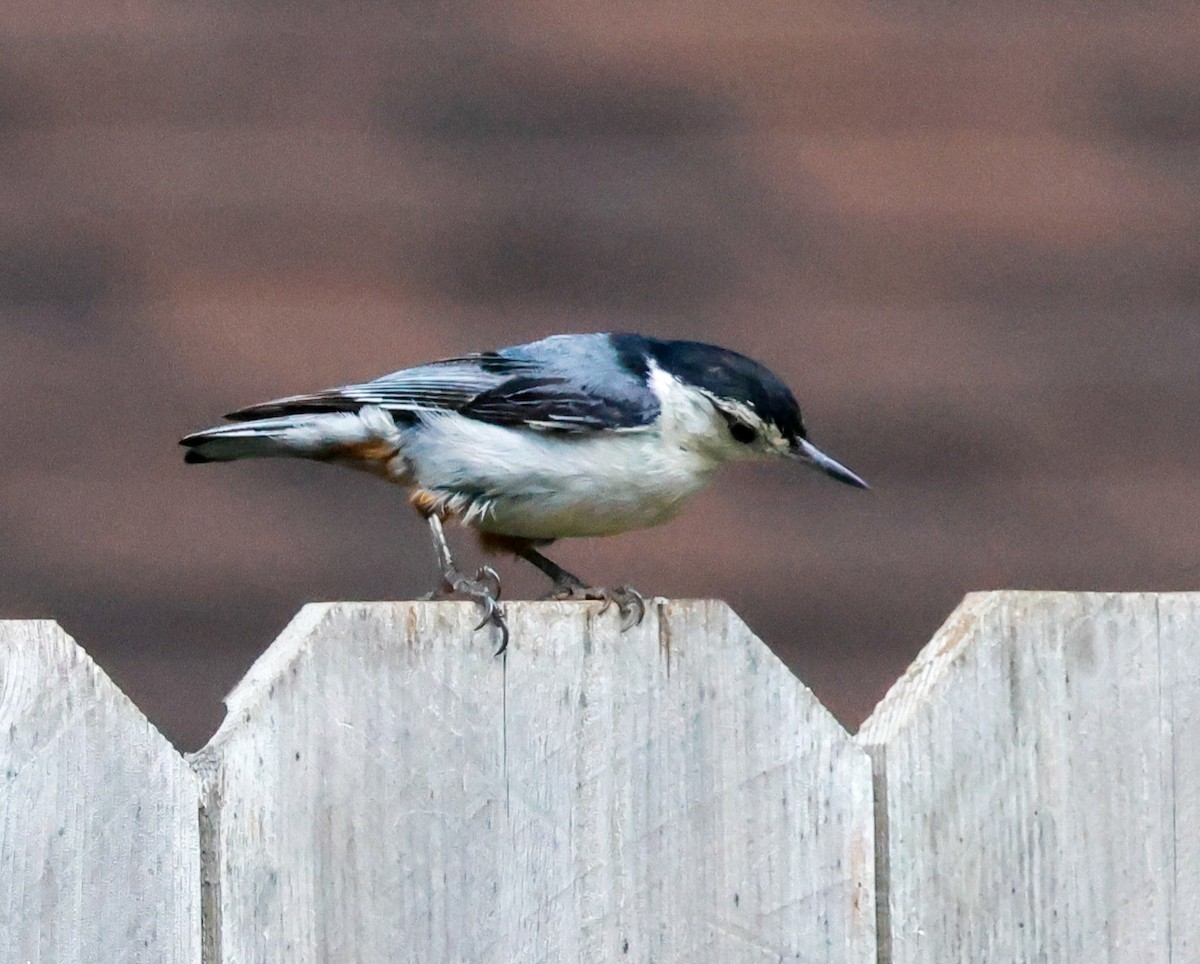 White-breasted Nuthatch - ML620862333