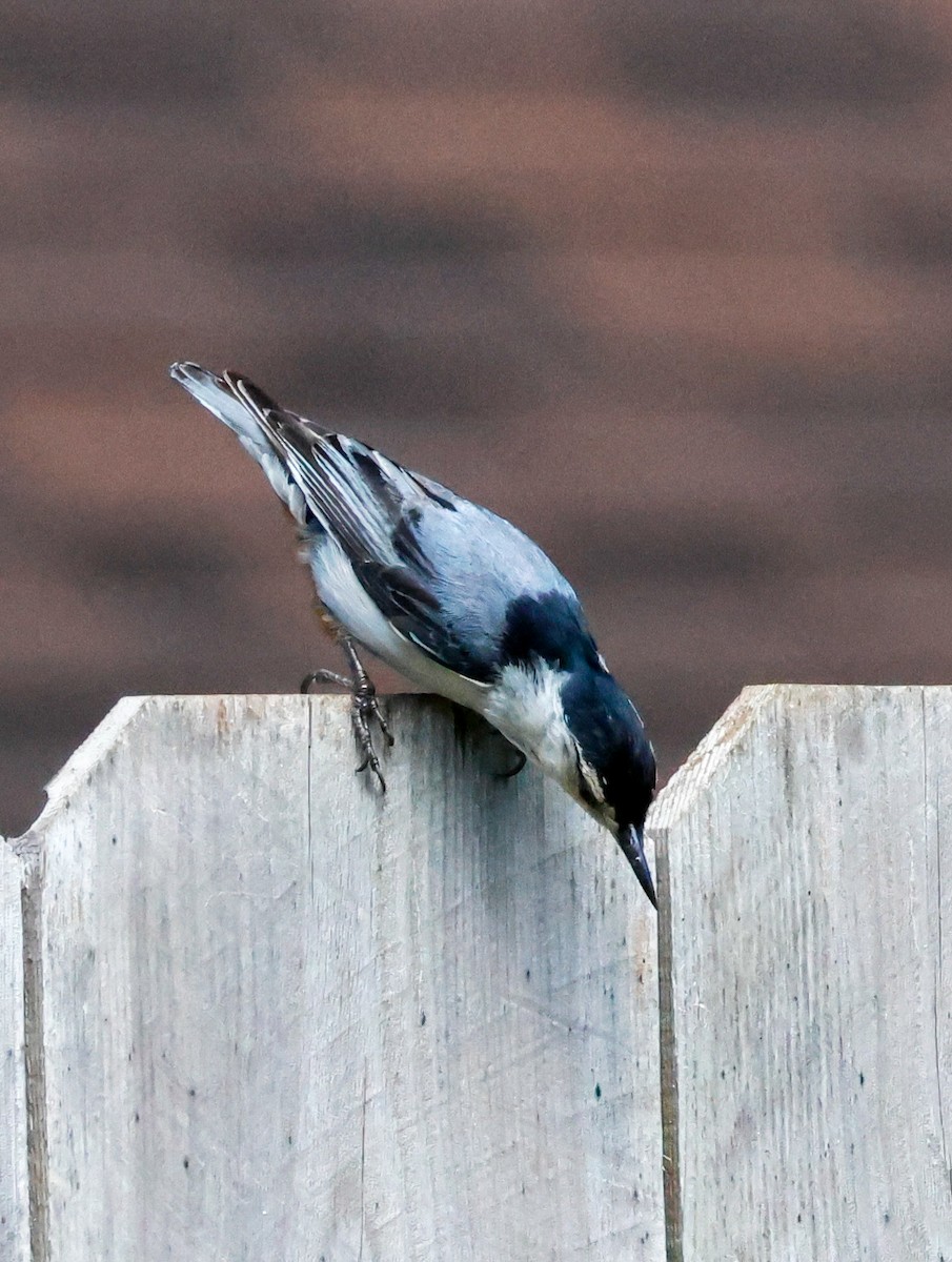 White-breasted Nuthatch - ML620862336