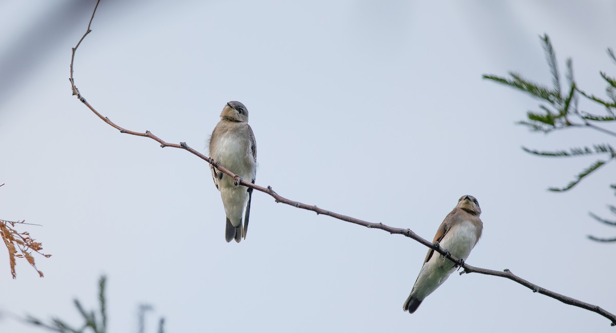 Northern Rough-winged Swallow - ML620862343