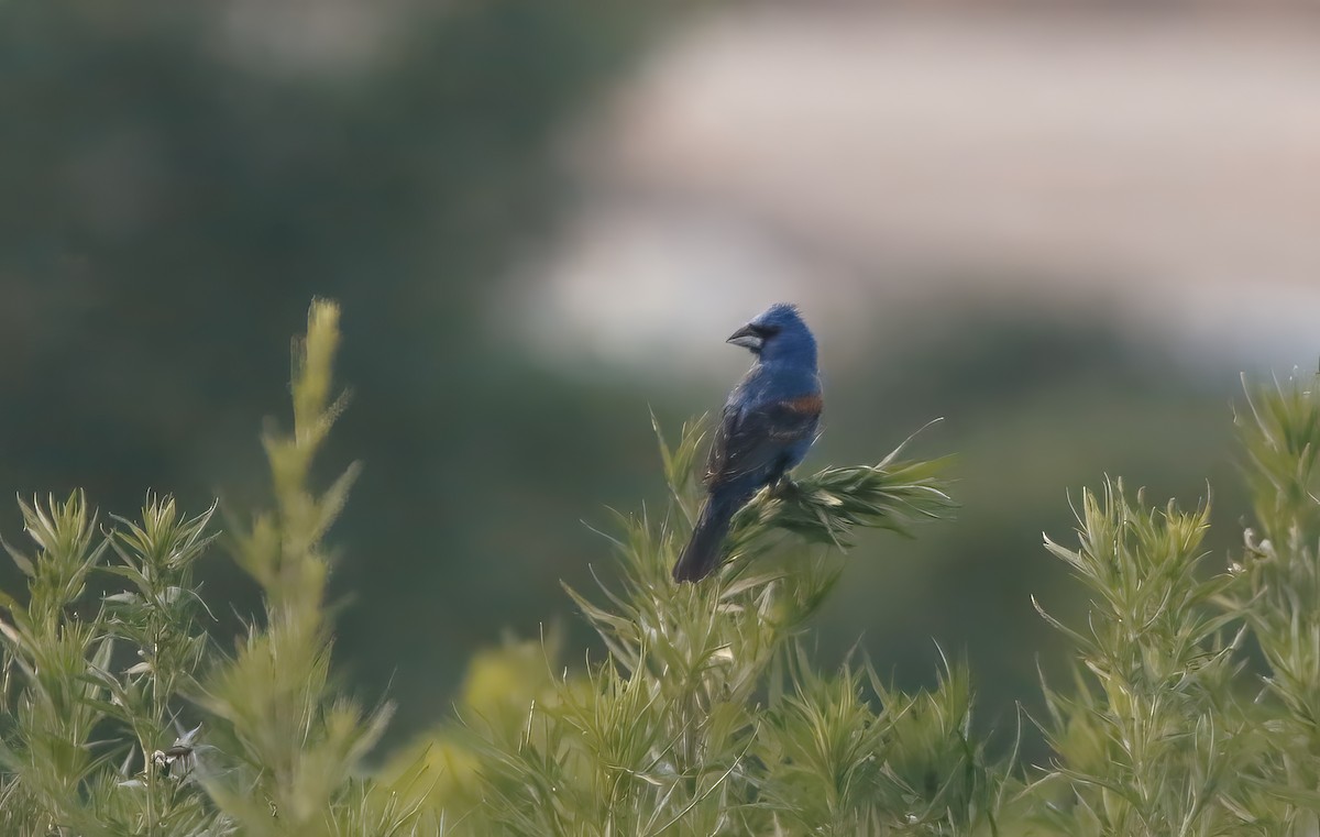 Blue Grosbeak - ML620862377