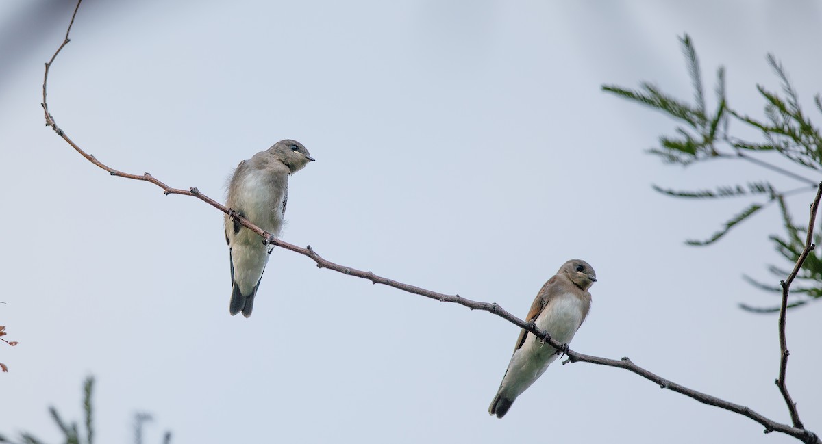 Northern Rough-winged Swallow - ML620862387
