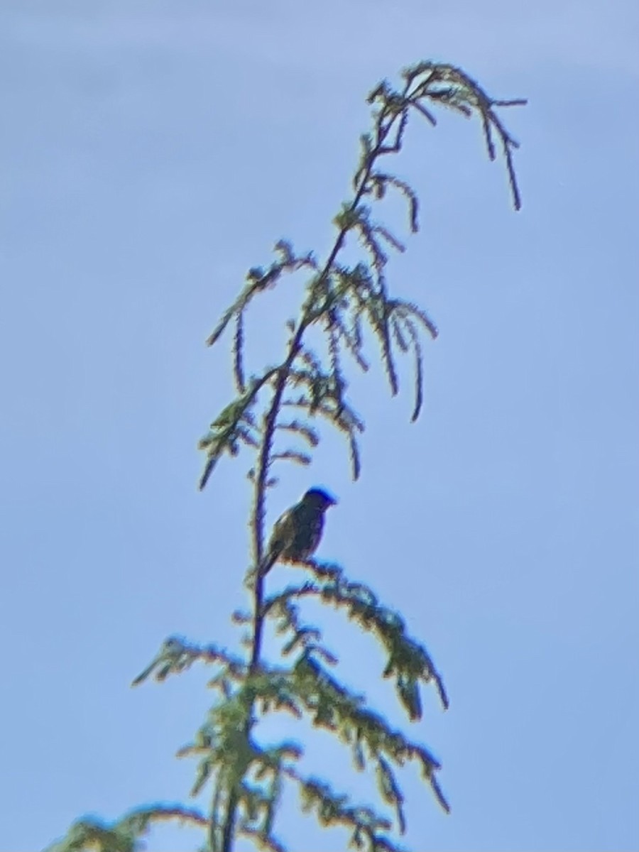 Black-headed Grosbeak - ML620862389