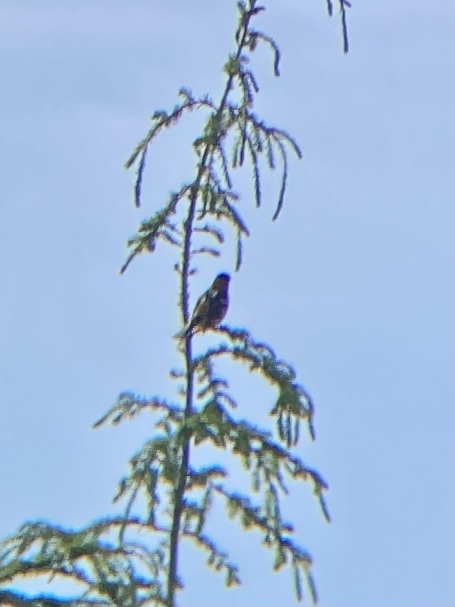 Black-headed Grosbeak - ML620862390