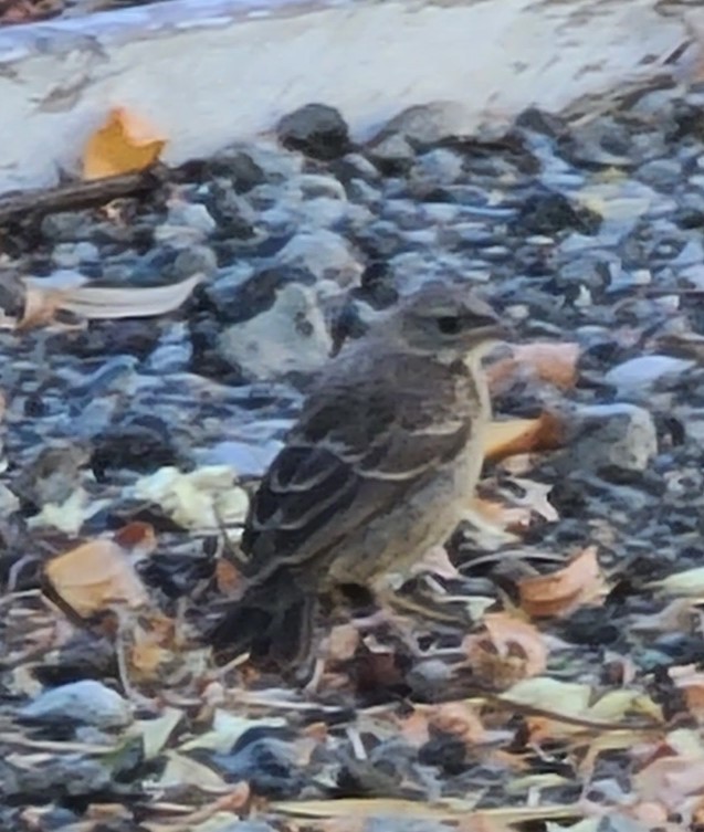 Brown-headed Cowbird - ML620862393