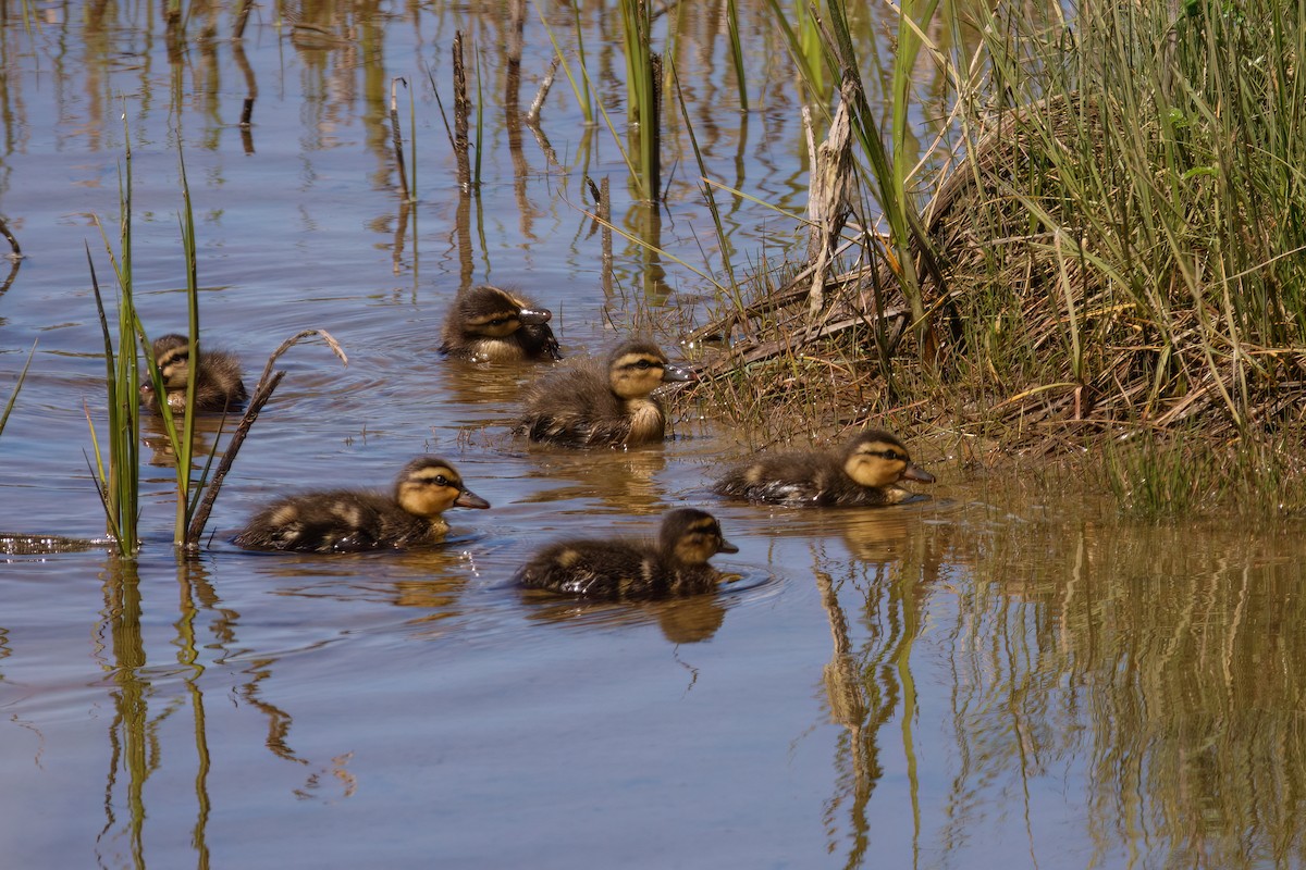 American Black Duck - ML620862396