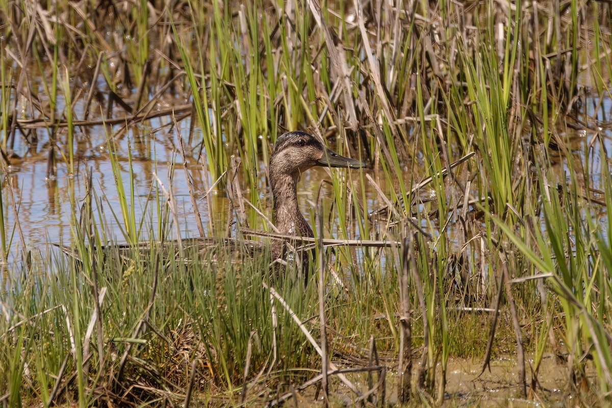 American Black Duck - ML620862397