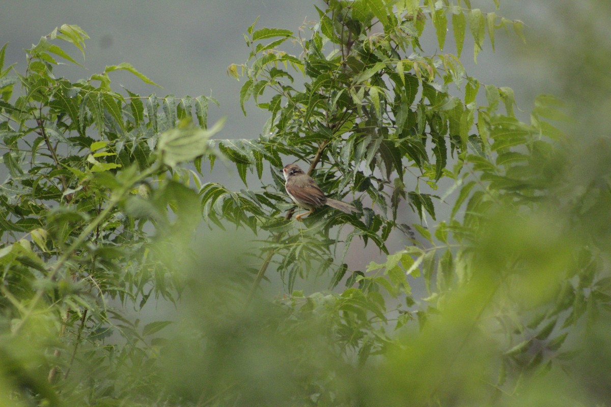 Yellow-eyed Babbler - ML620862407