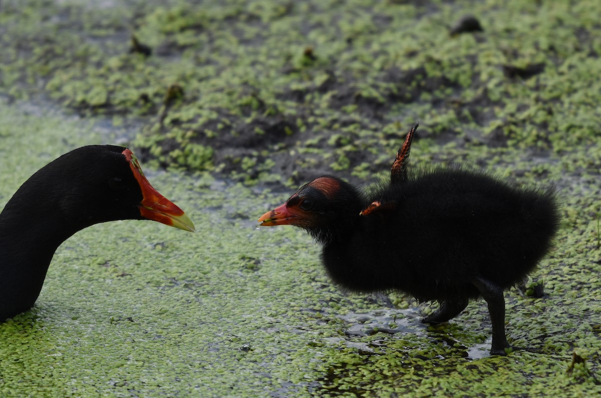 Common Gallinule - ML620862411