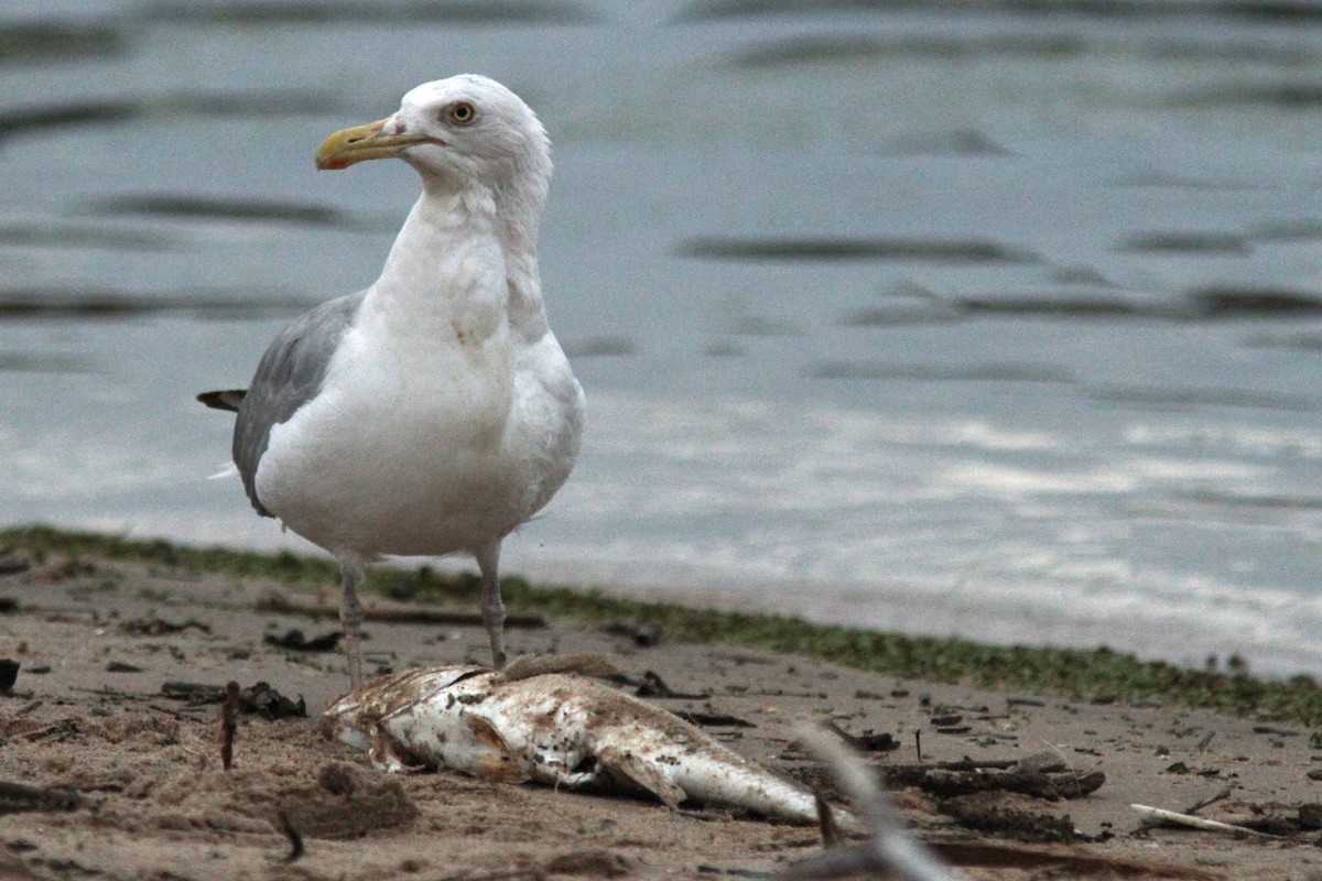 Herring Gull - ML620862413