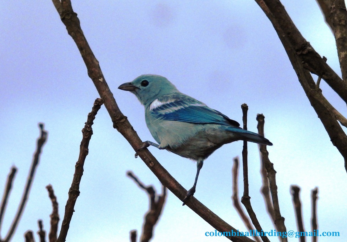 Blue-gray Tanager - ML620862416
