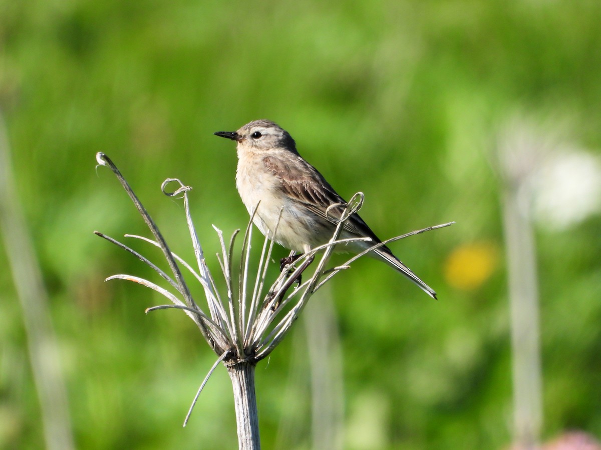 Water Pipit - ML620862418