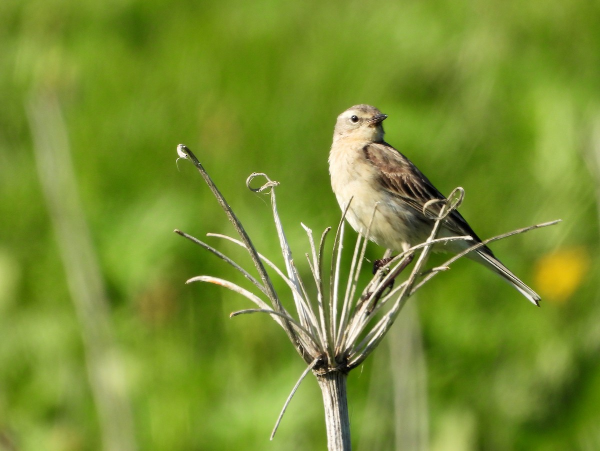 Water Pipit - ML620862422