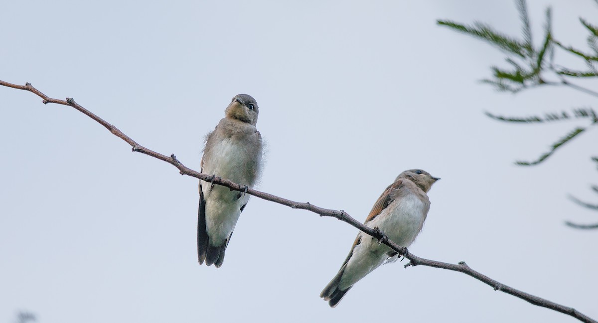 Northern Rough-winged Swallow - ML620862434