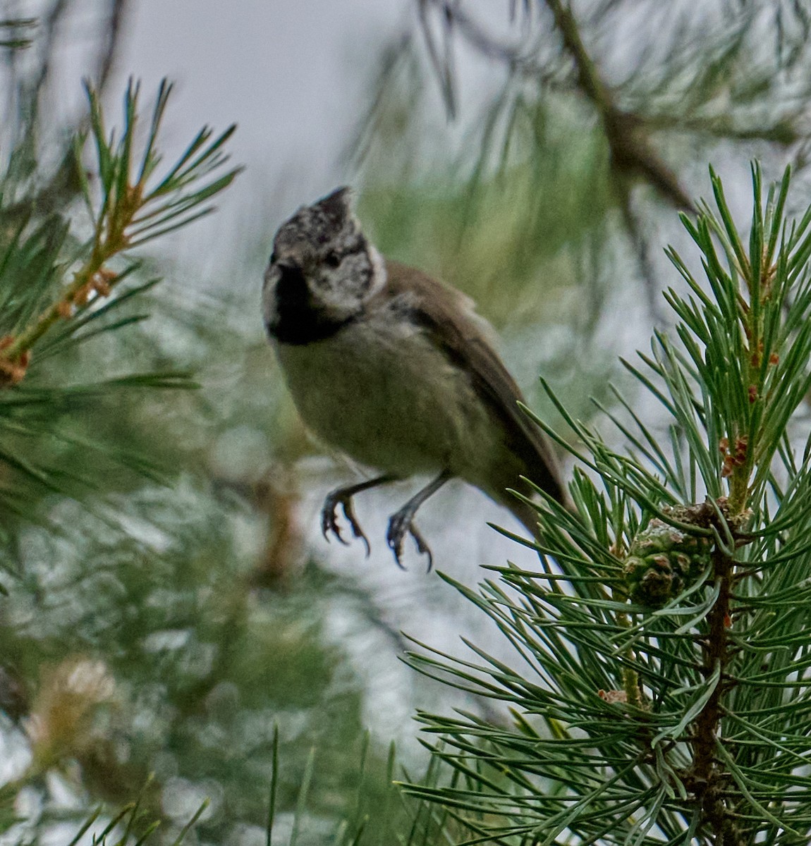 Crested Tit - ML620862438