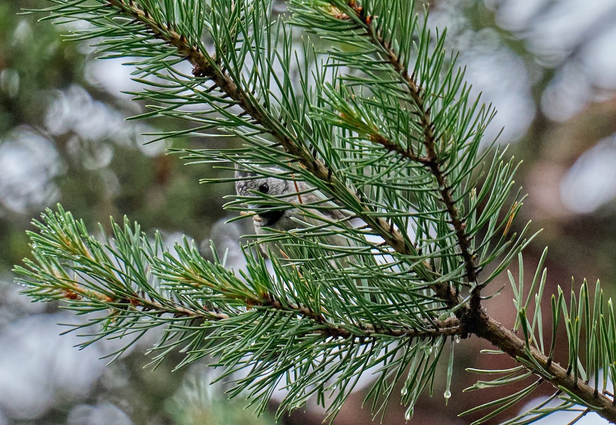 Crested Tit - ML620862439