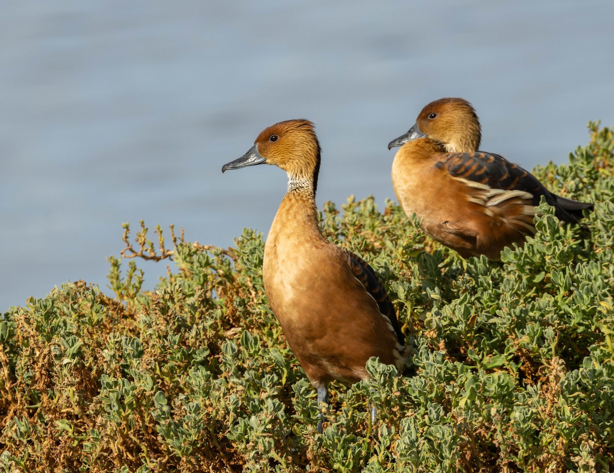Fulvous Whistling-Duck - ML620862443