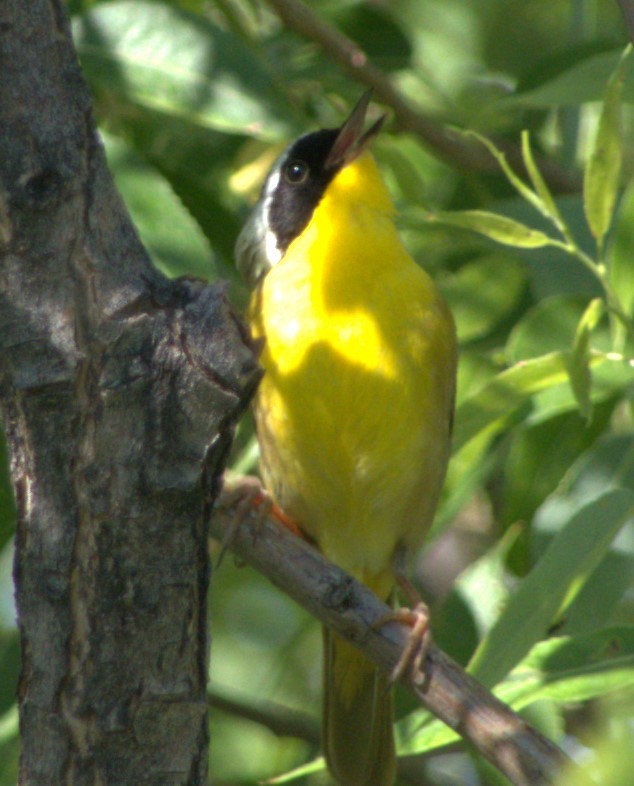 Common Yellowthroat - Bill Hopping