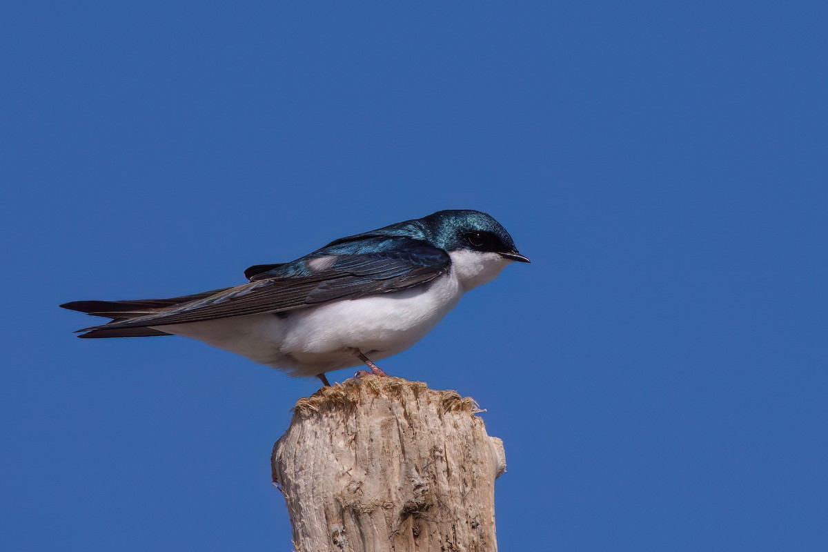 Tree Swallow - ML620862465