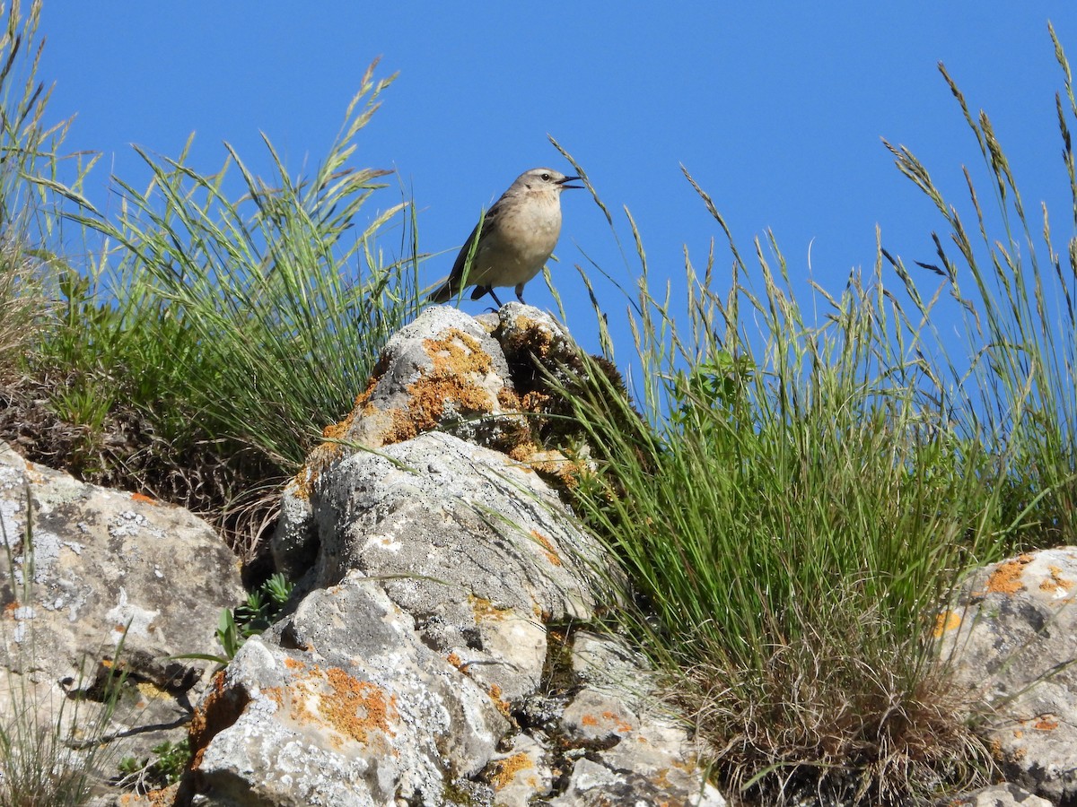 Water Pipit - ML620862468