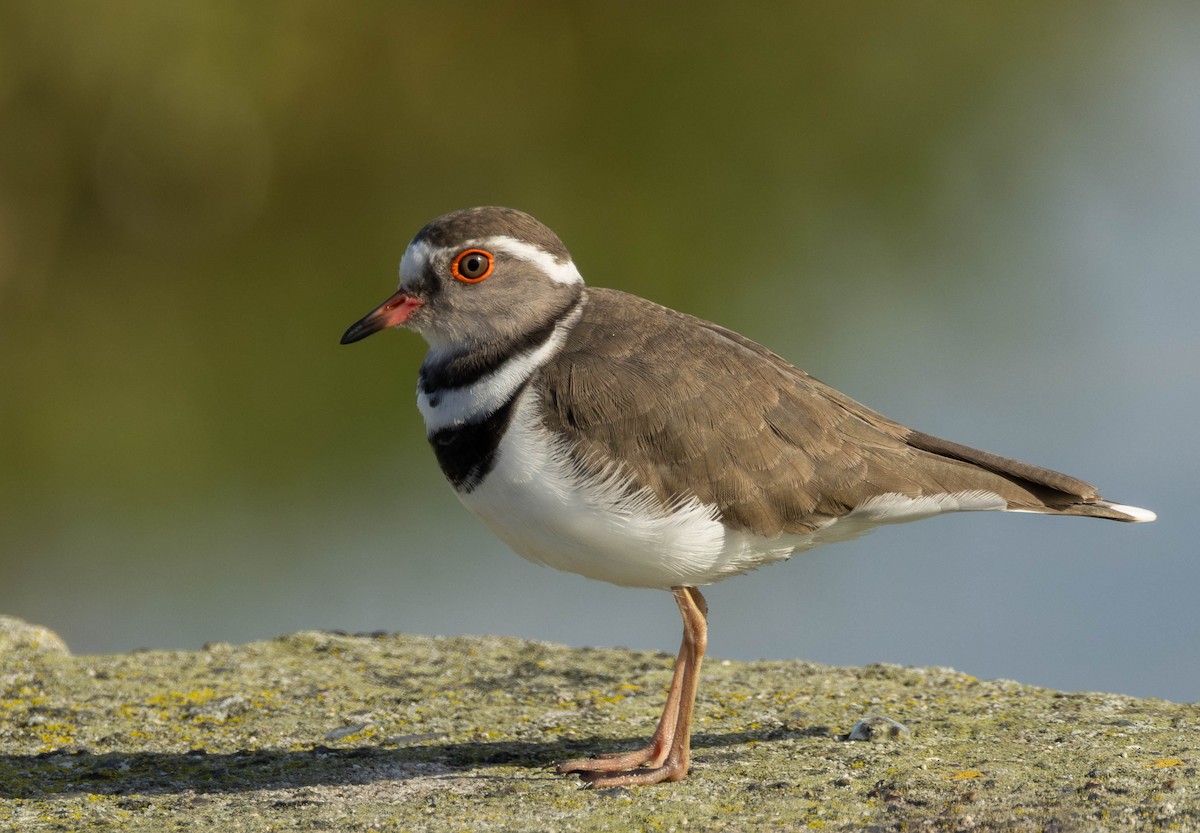 Three-banded Plover - ML620862486