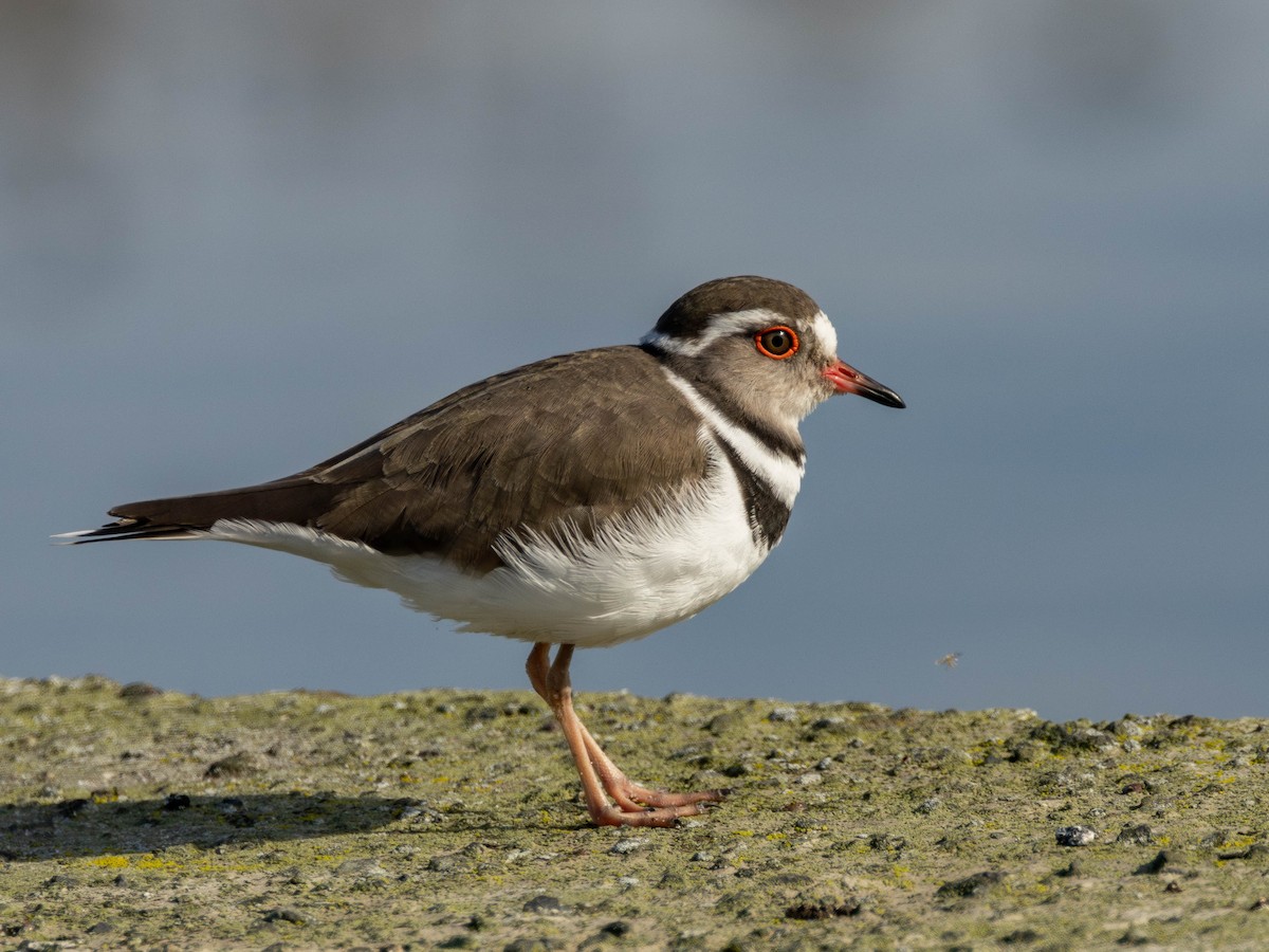 Three-banded Plover - ML620862487